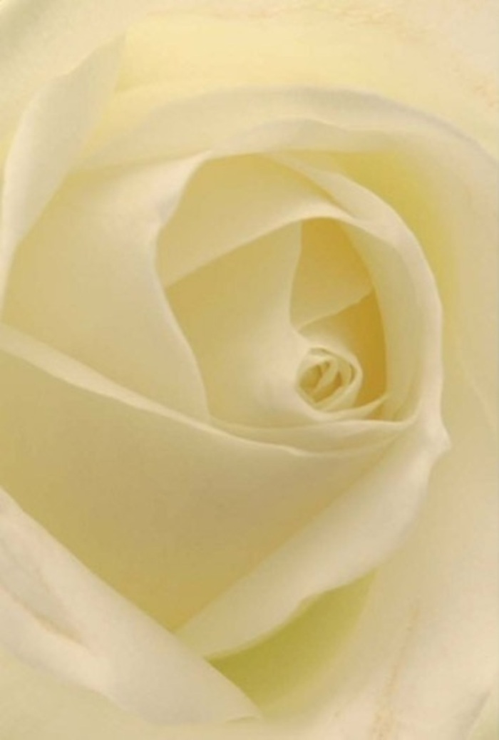 A close look at a pristine white rose, its petals unfolding in a careful, artful spiral, reveals a composition of utter tranquility and refined beauty-a vision that recalls early mornings in Pinner's hidden gardens where light moves softly through ancient trees. Pearly-cream and gentle ivory mingle through each petal, their edges softly illuminated, as if the rose itself glows from within. The delicate play of shadows and light brings out the sculptural quality of the bloom, creating an intimate sense of depth and dimension. This particular arrangement, crafted by the skilled hands at Florist Pinner, demonstrates the subtleties and expertise that define local floral traditions-ideal for an elegant wedding at a village hall or as a gesture of comfort on Eastcote Road. There's an understated power in the way each petal is layered just so, symbolizing quiet resilience and the enduring purity of intention. Even if you can't see its centre, the unspoken fragrance is there-clean, serene, inviting-like a promise of hope within every bouquet that leaves our shop for homes and chapels across Pinner. In every detail, from the gentle curling edges to the luminous heart, this rose captures the artistry and thoughtfulness that mark every meaningful occasion in our close-knit community.